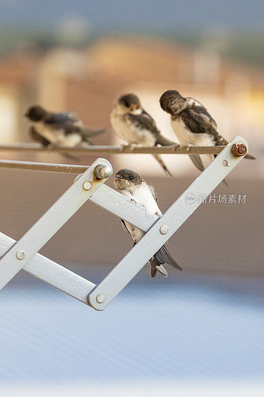 谷仓燕子(Hirundo rustica)在我的窗口靠近。躺在我的衣架上